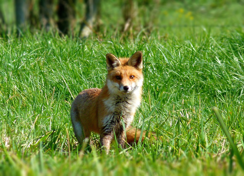 Renard roux