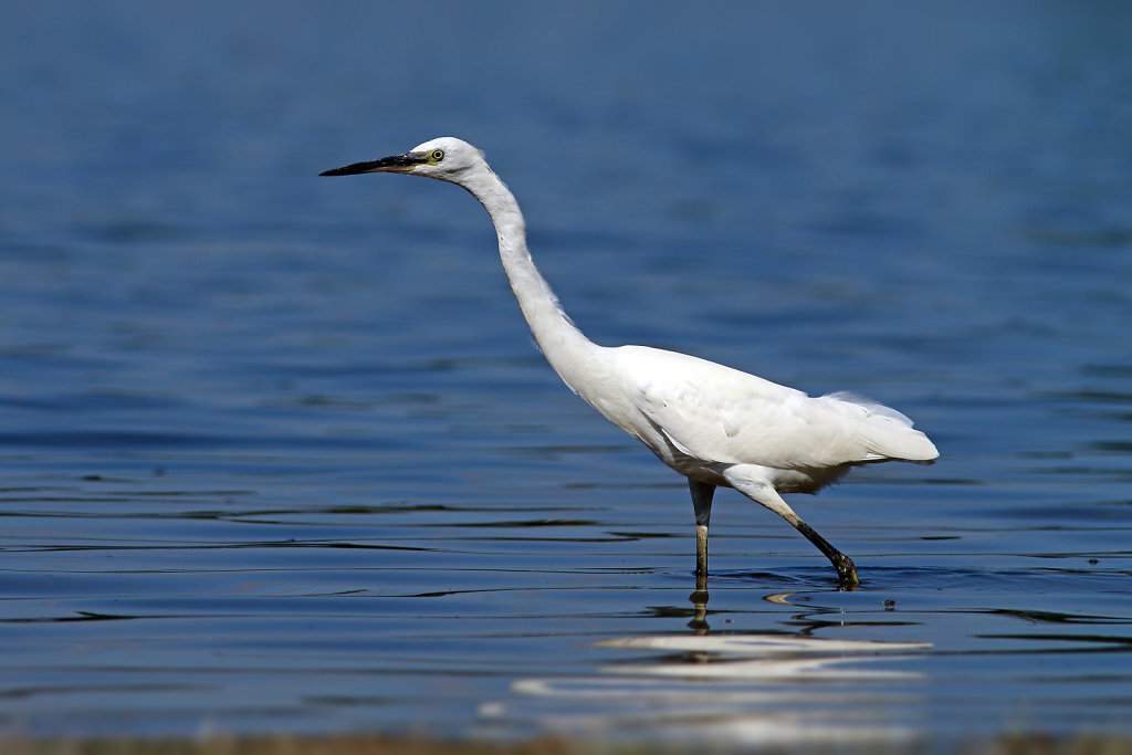 Aigrette garzette