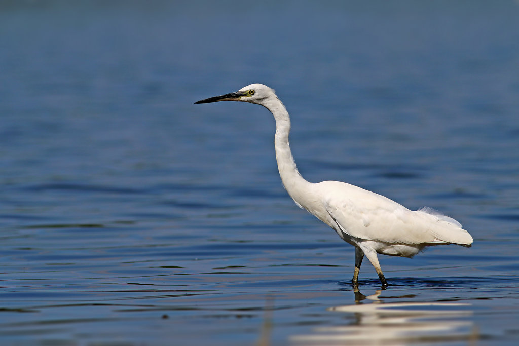 Aigrette garzette