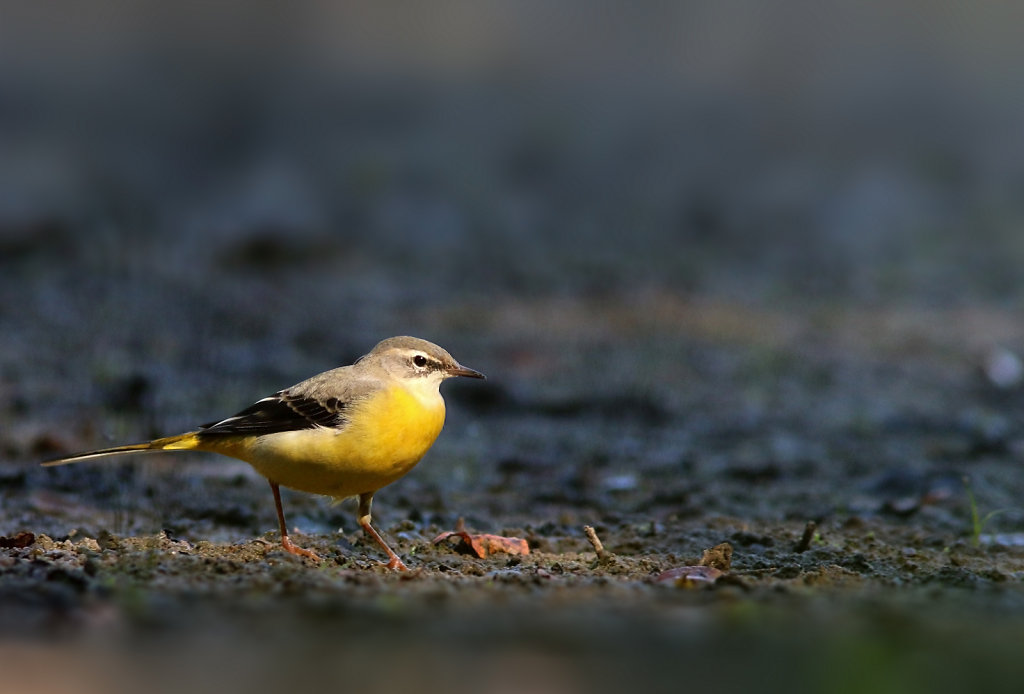 Bergeronnette des ruisseaux