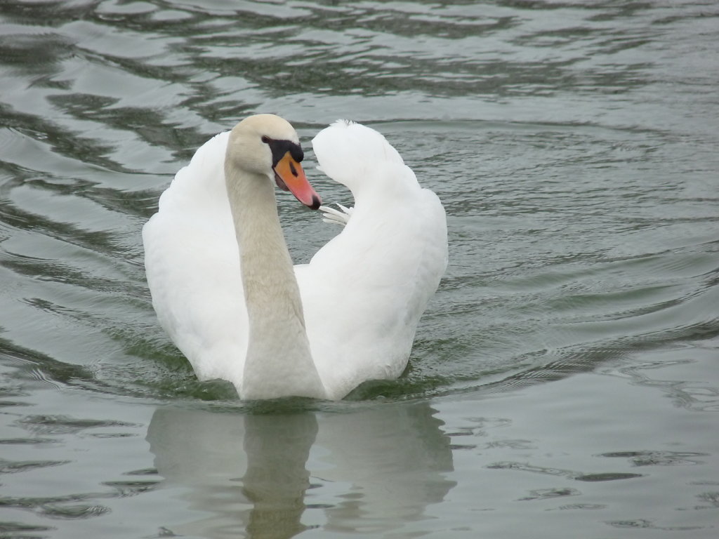 Cygne tuberculé