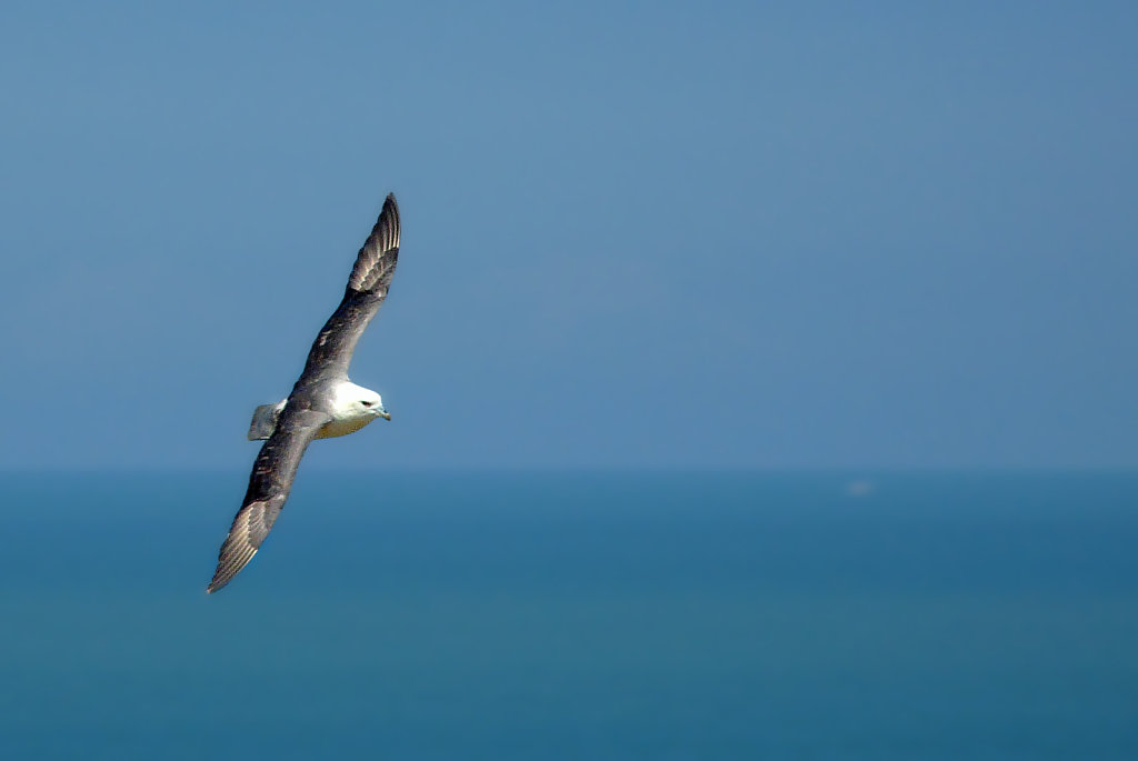 Fulmar boréal