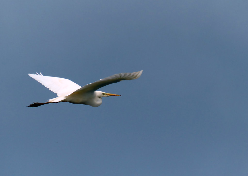 Grande aigrette