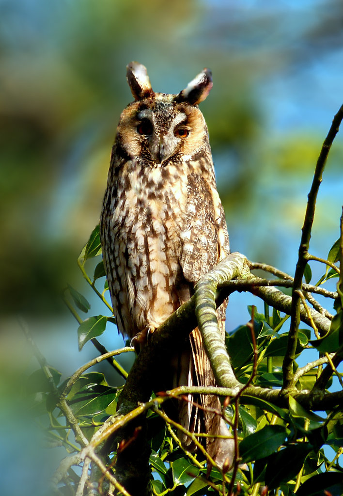 Hibou moyen-duc