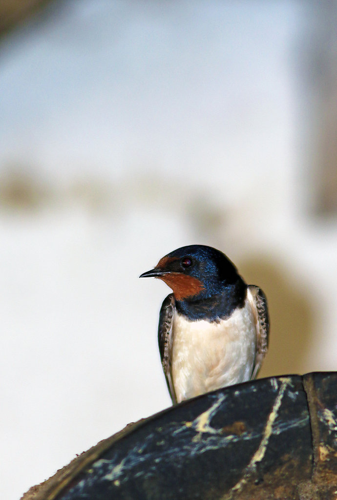 Hirondelle rustique