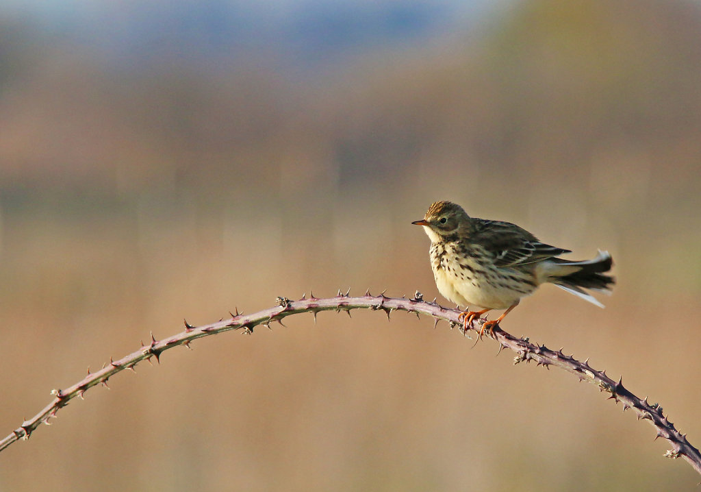 Pipit farlouse