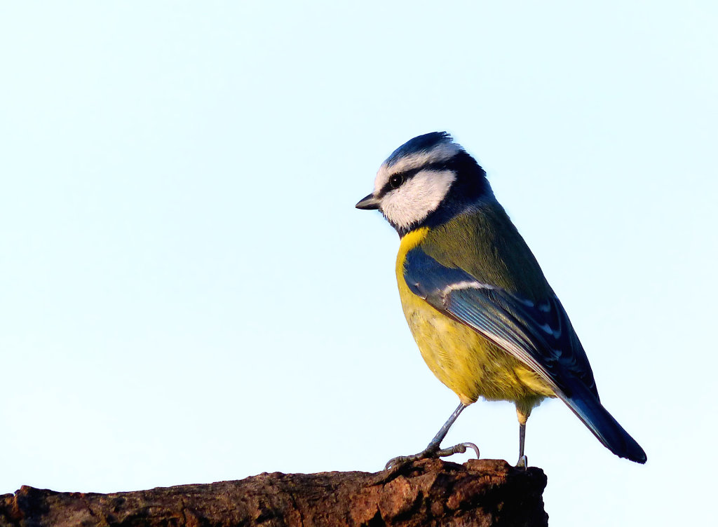 Mésange bleue