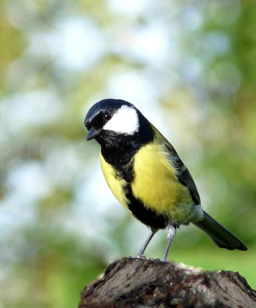 Mésange charbonnière