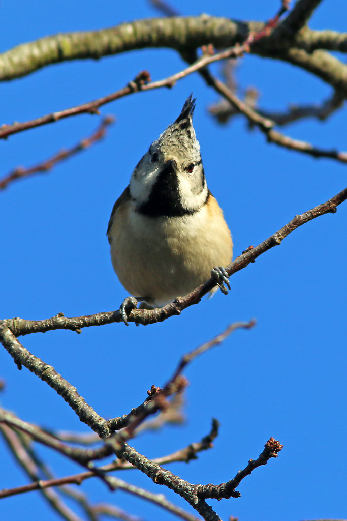 Mésange huppée