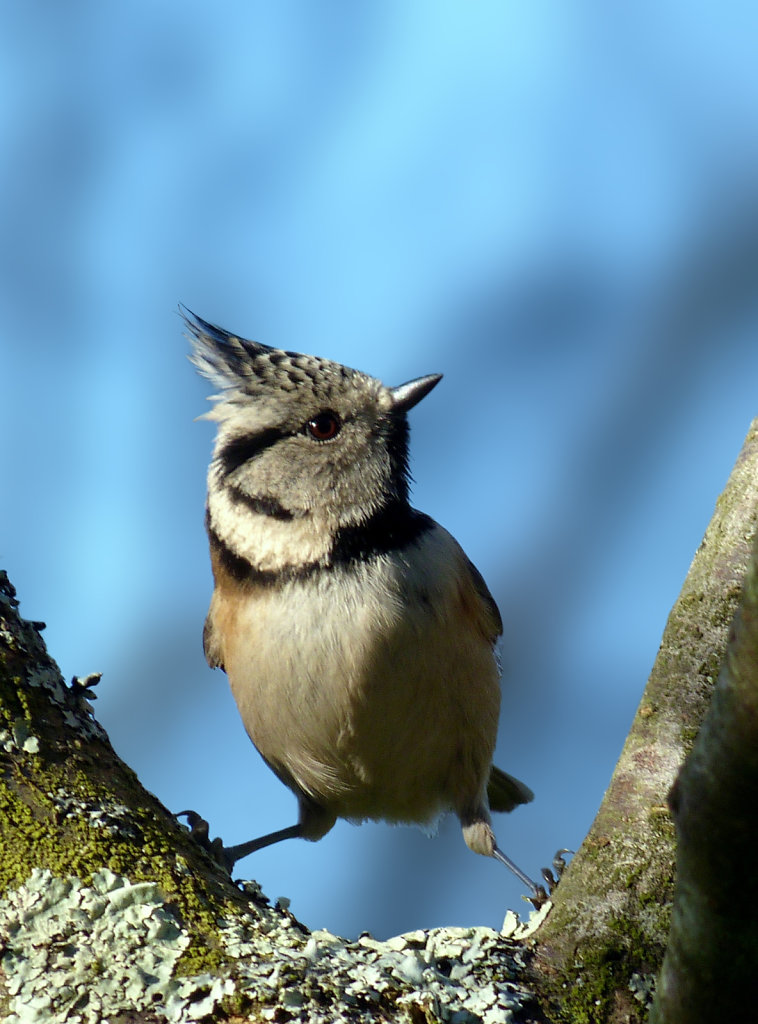 Mésange huppée