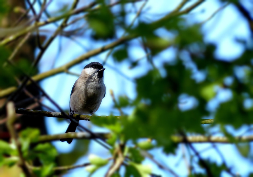 Mésange nonnette