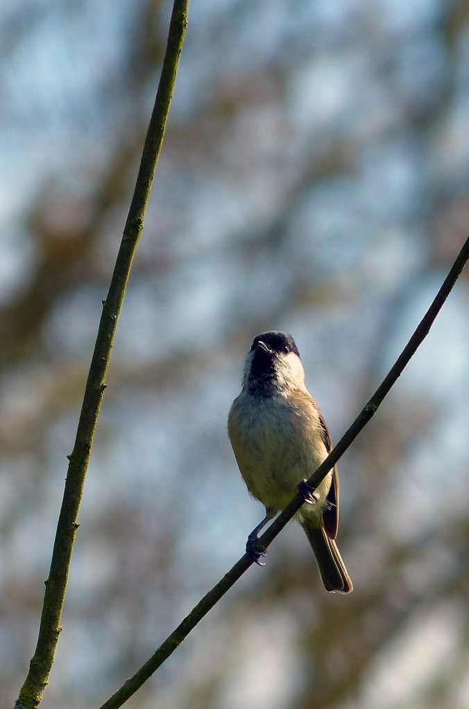 Mésange nonnette