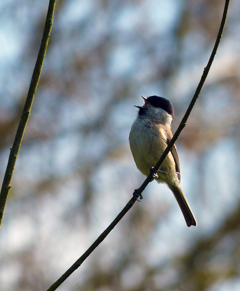 Mésange nonnette