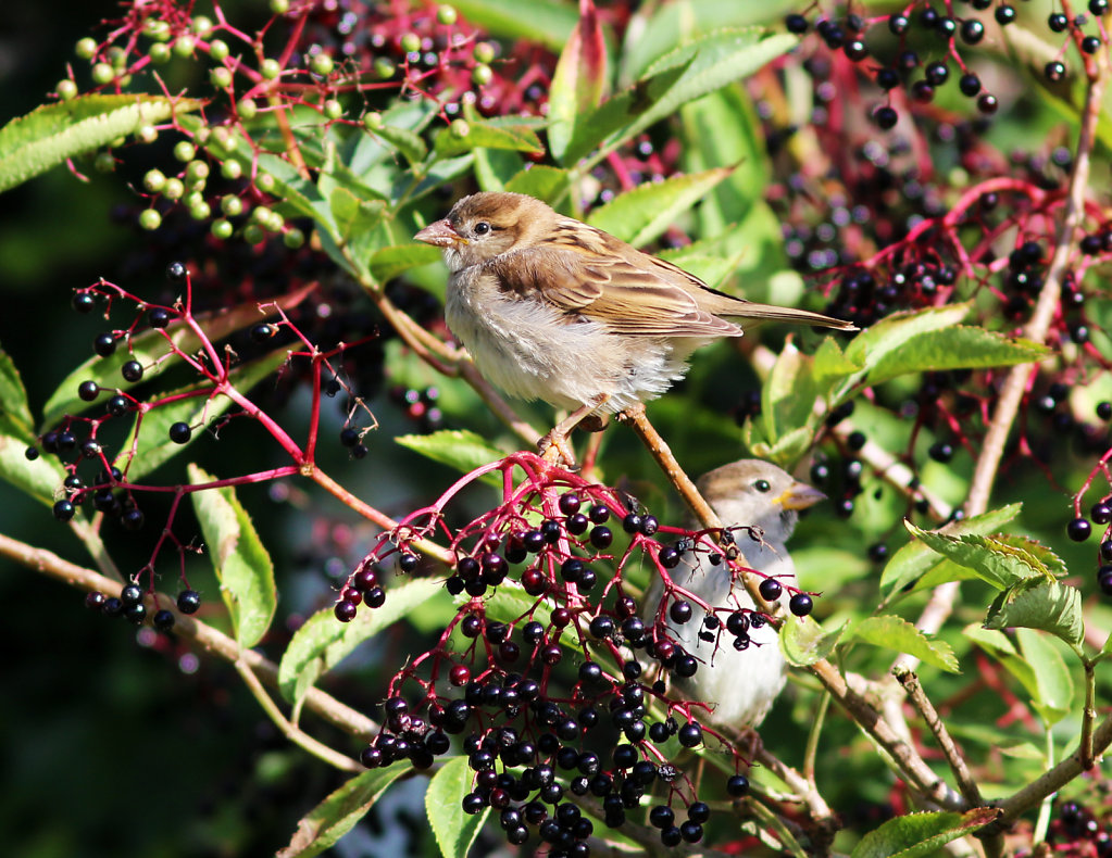 Moineau domestique