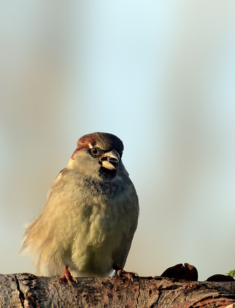 Moineau domestique