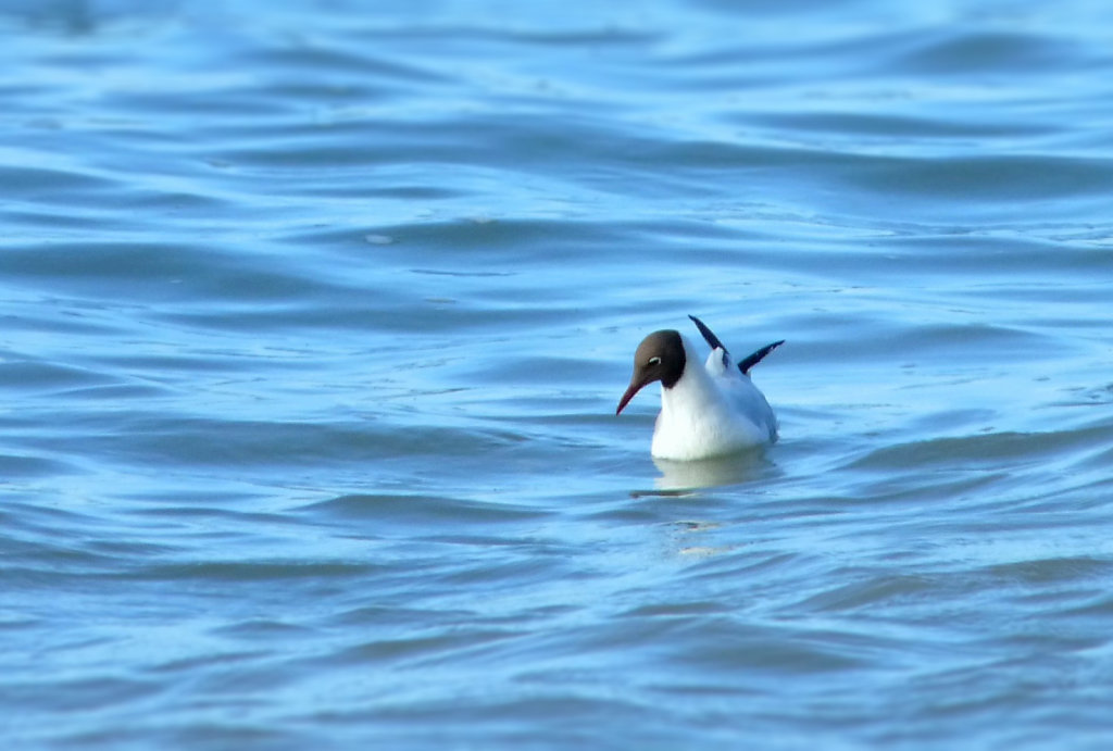 Mouette rieuse