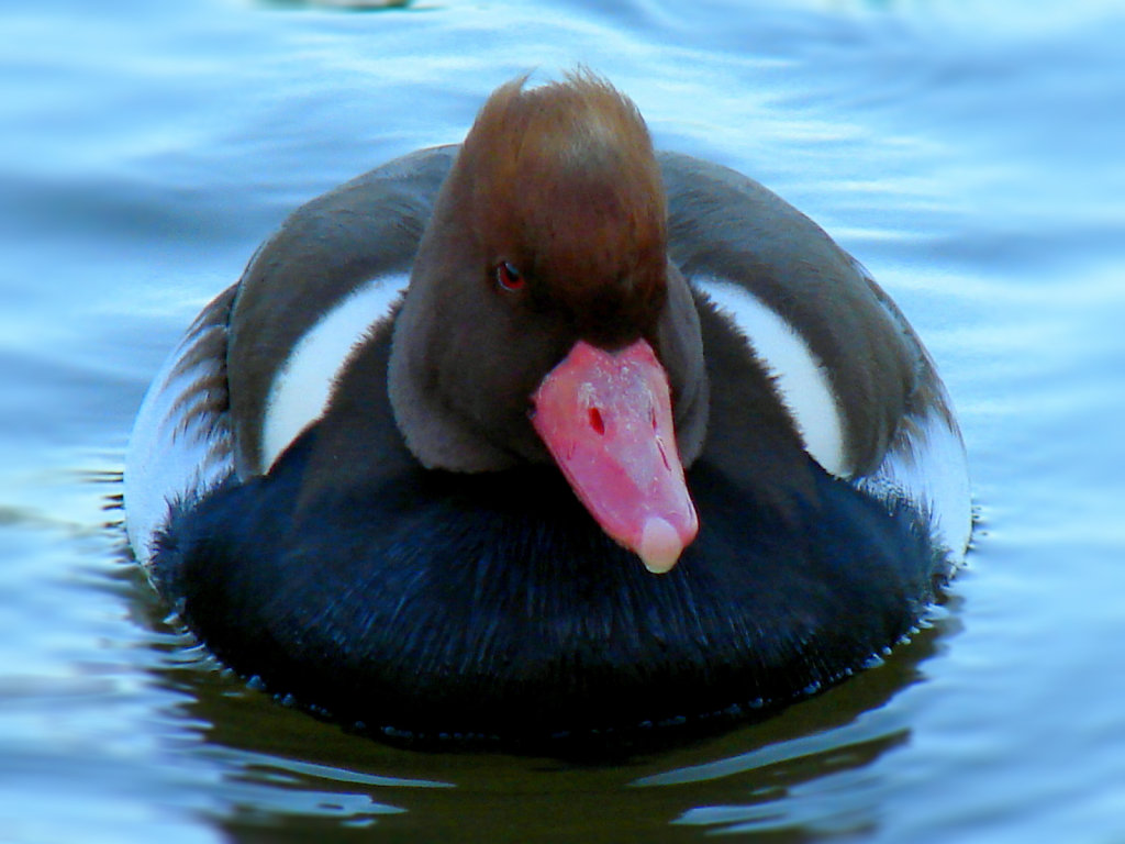 Nette rousse