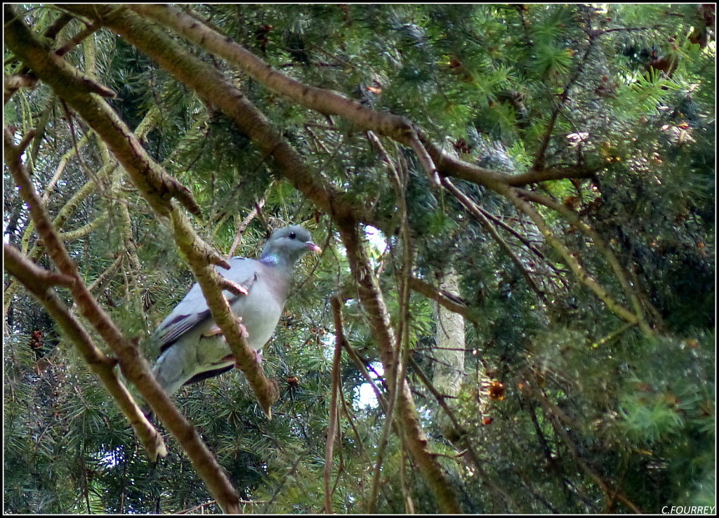 Pigeon colombin