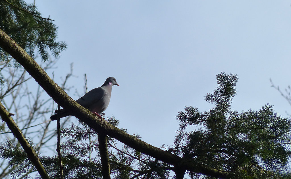 Pigeon colombin