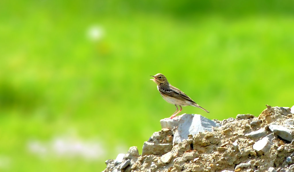 Pipit des arbres