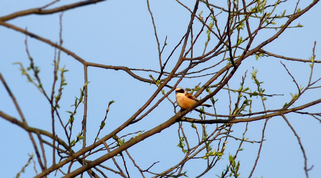 Remiz penduline