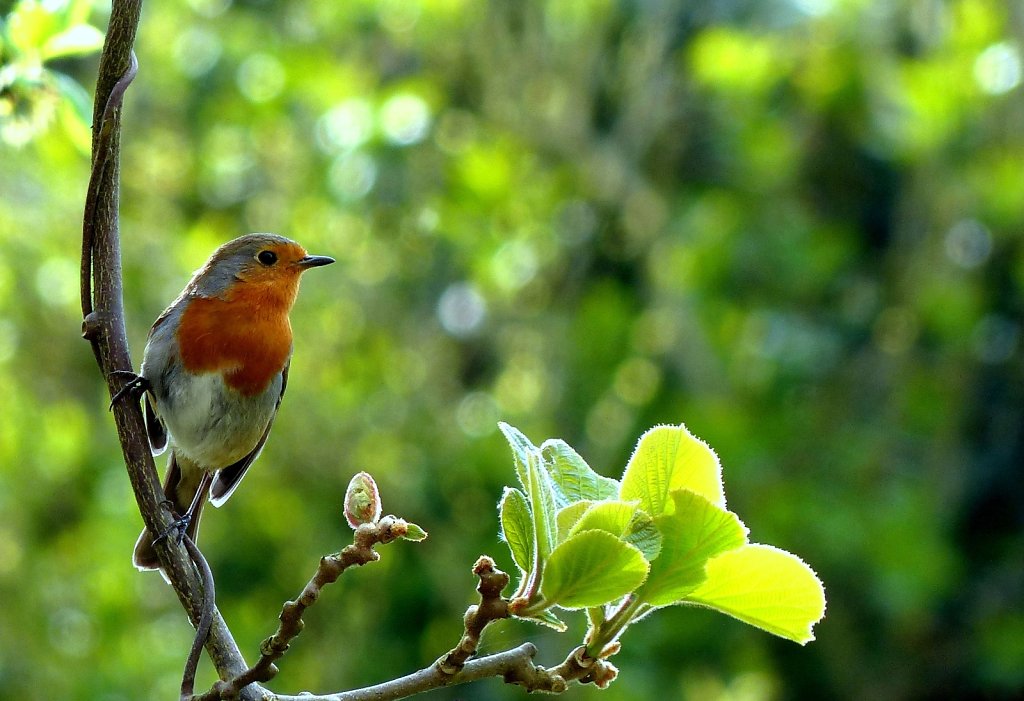 Rouge-gorge famillier