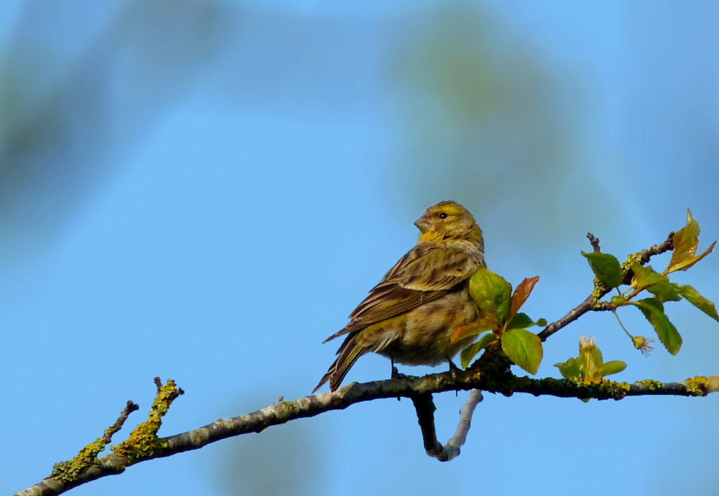 Serin cini