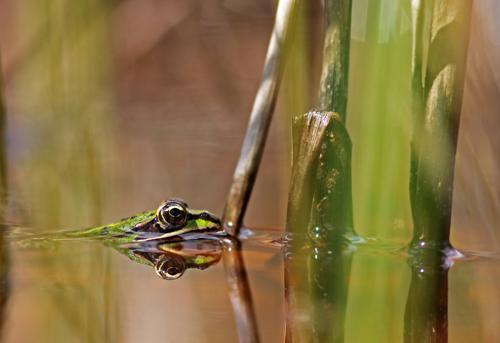 Grenouille verte