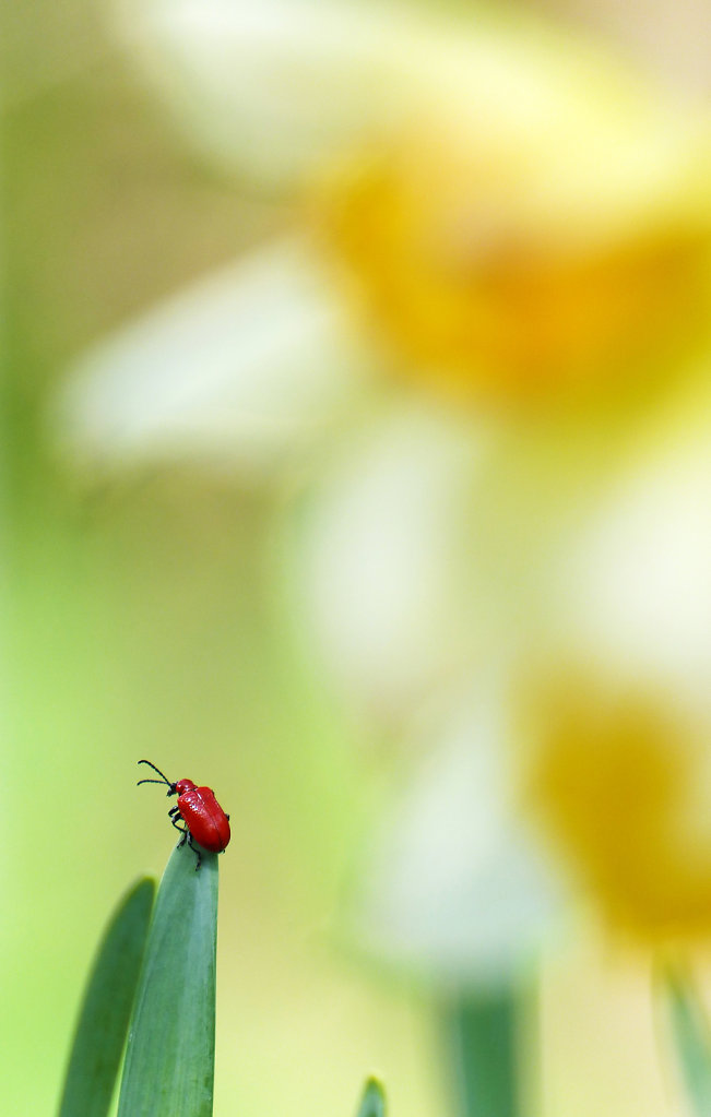 Cardinal