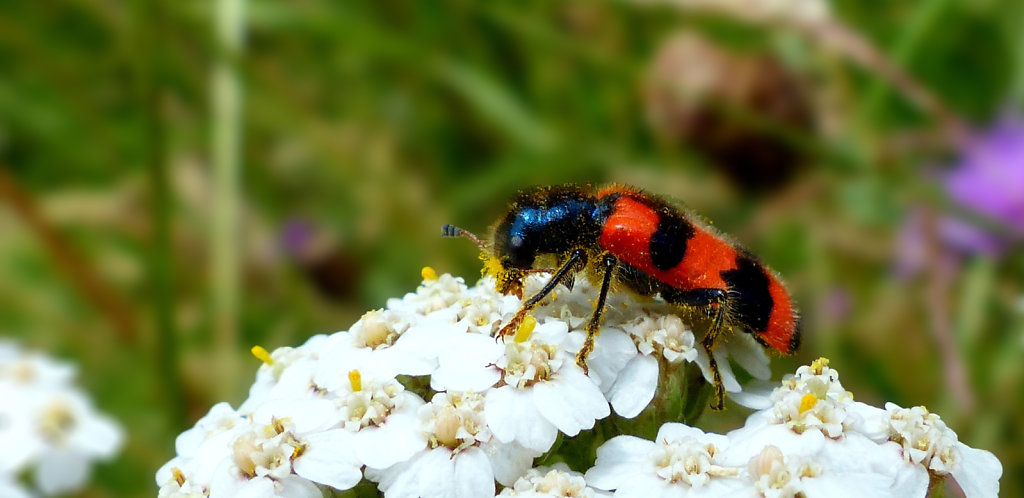 Clairon des abeilles