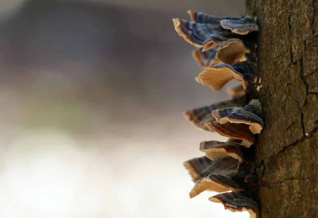 Champignons des bois