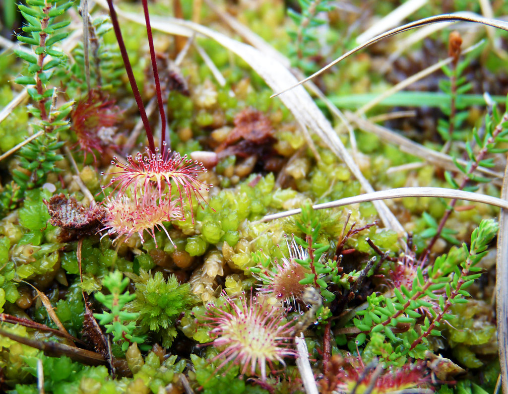 Drosera à feuilles rondes