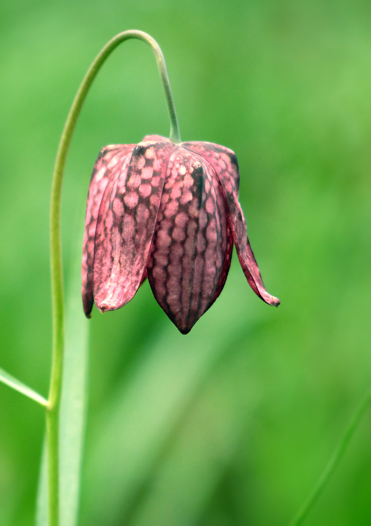 Fritillaire pintade