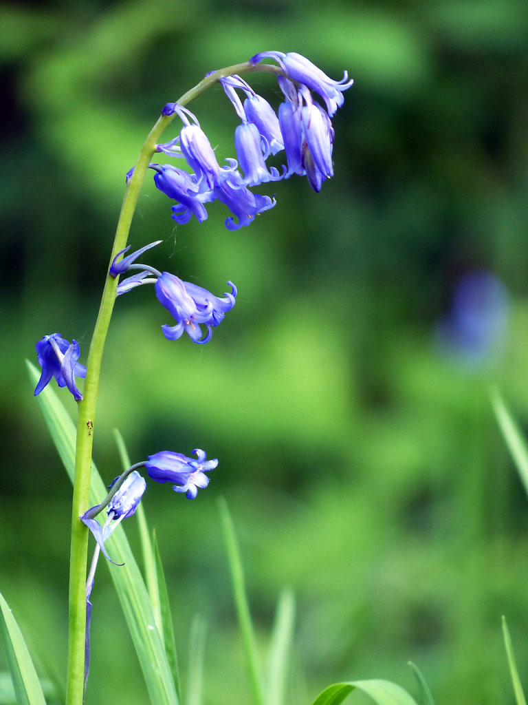 Jacinthe des bois