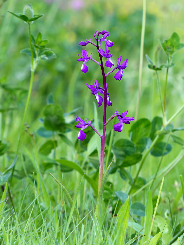 Orchis à fleurs lâches