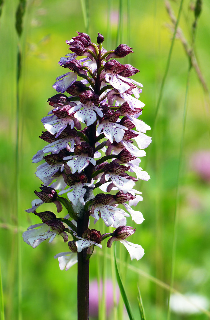 Orchis pourpre