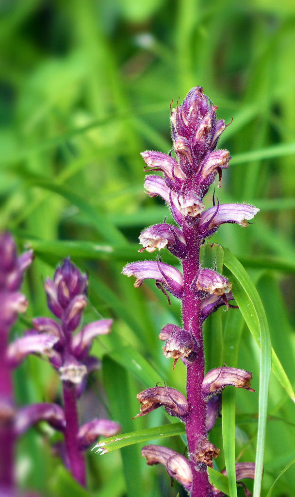 Orobanche