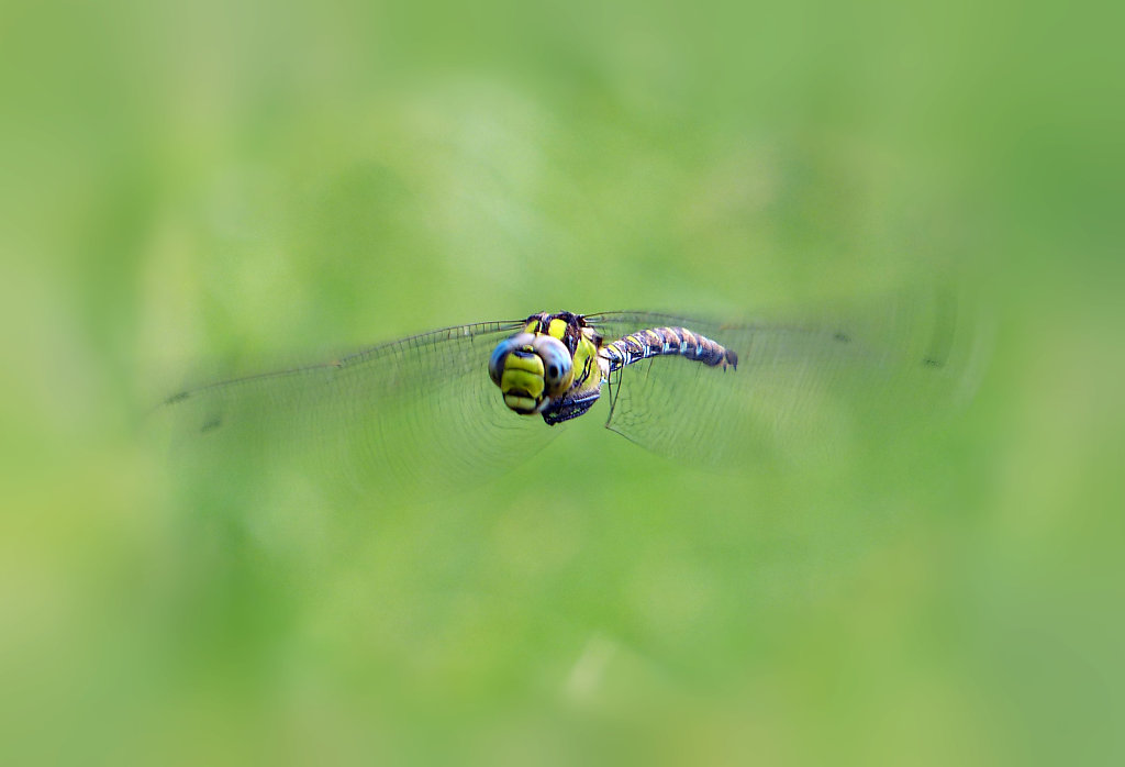 Aeschne bleue