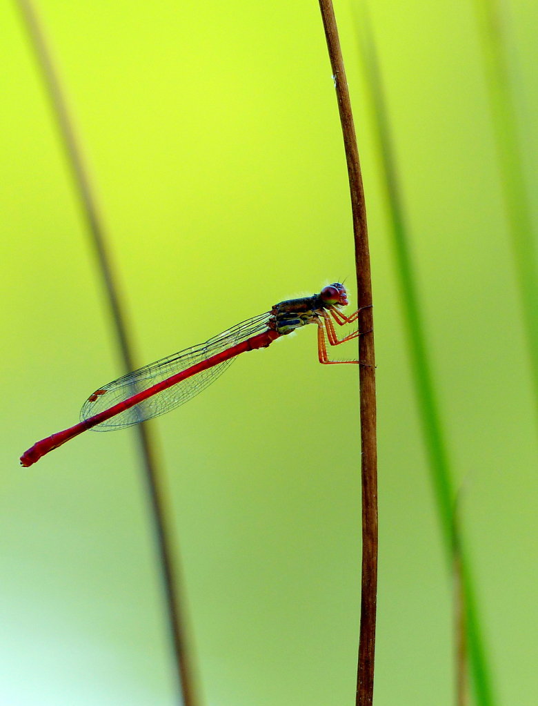 Agrion délicat