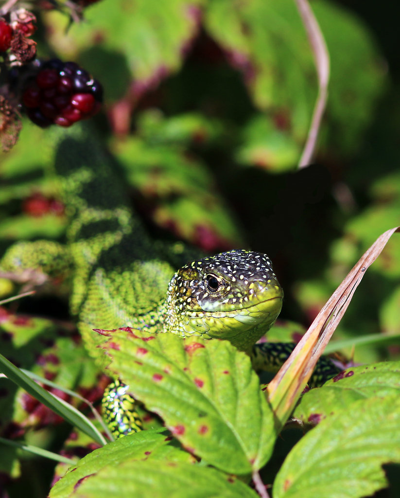 Lézard vert occidental