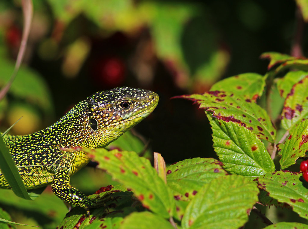 Lézard vert occidental