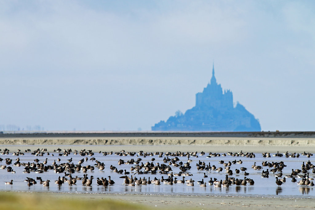 Bernaches cravant devant le Mont-Saint-Michel