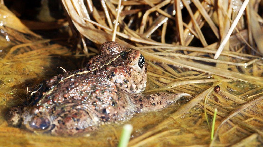 Crapaud calamite