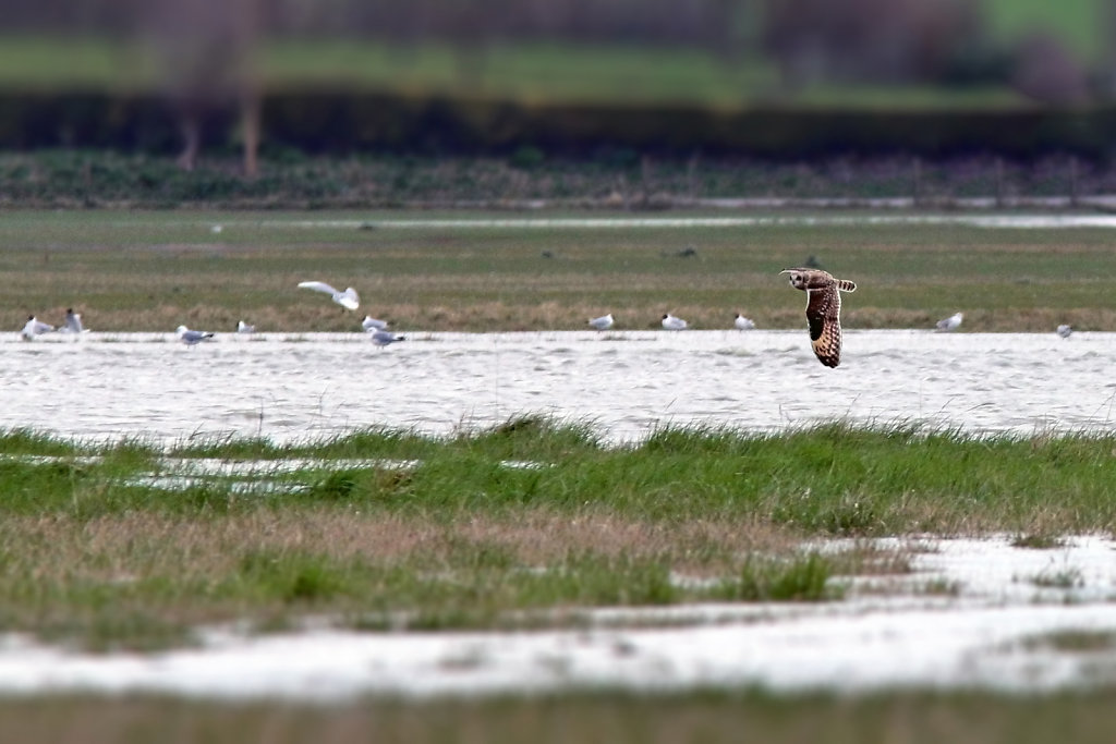 Hibou des marais