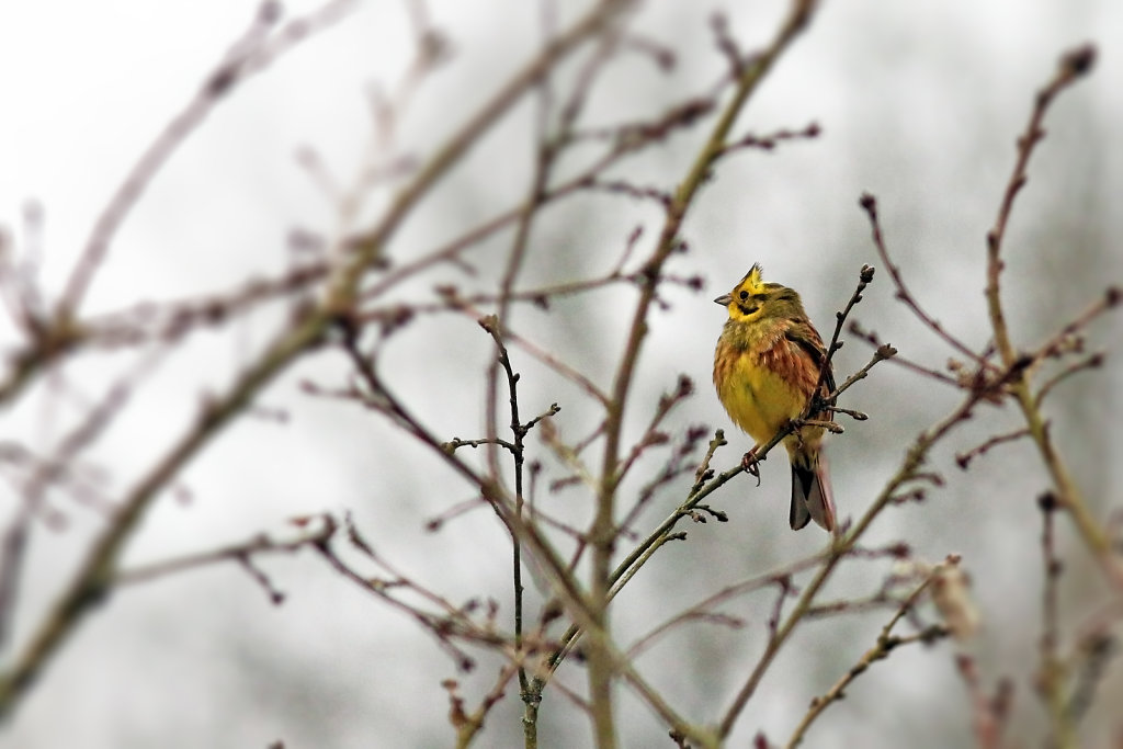 Bruant jaune