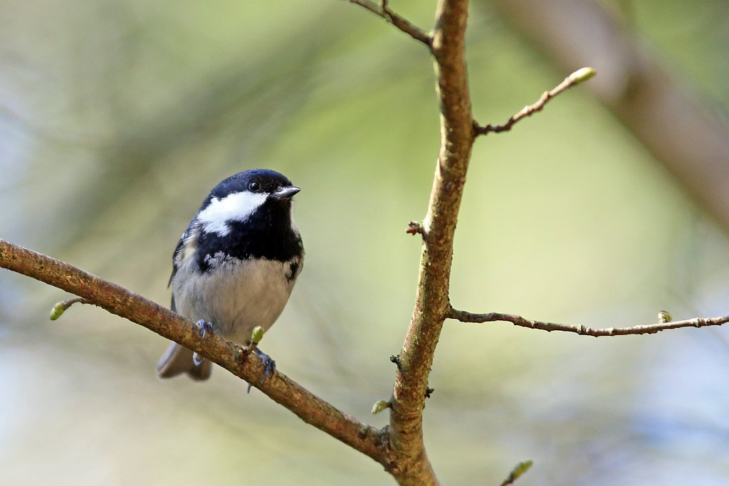 Mésange noire