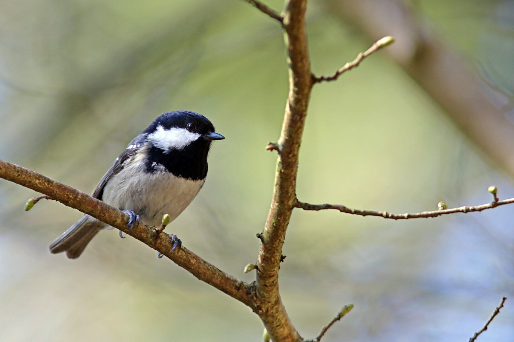 Mésange noire