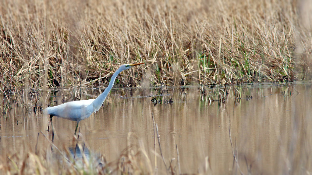 Grande aigrette