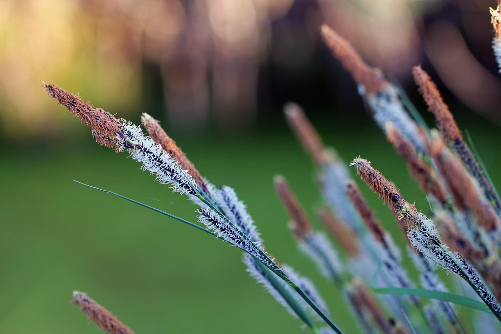 Carex en fleur