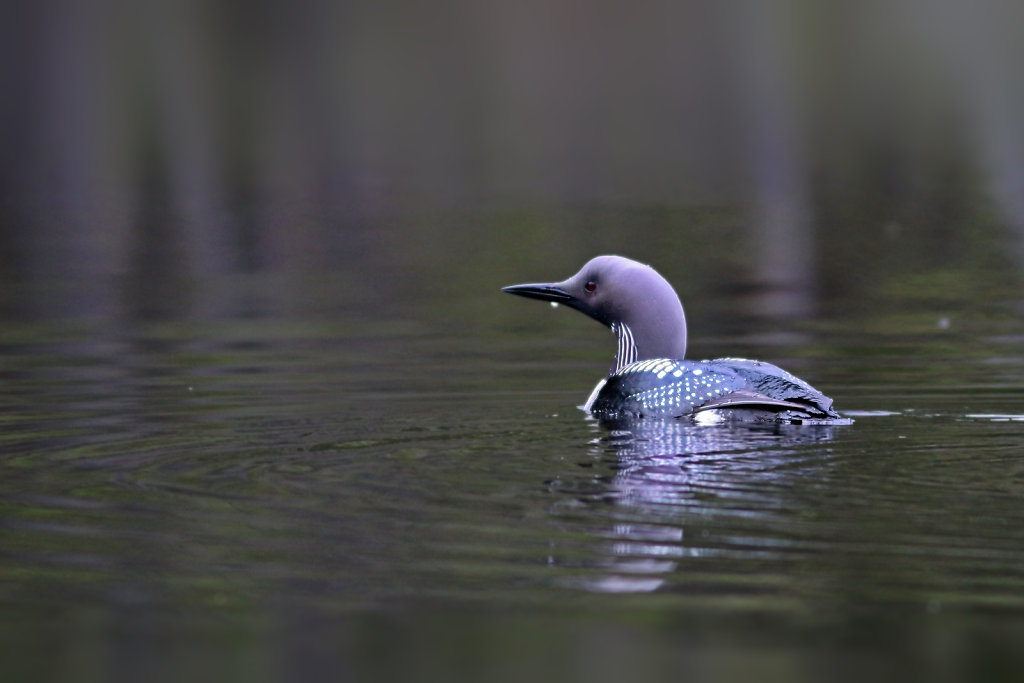 Plongeon arctique